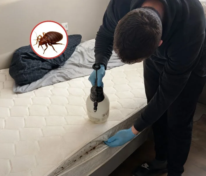 Technicien traitant un matelas contre les punaises de lit à Sivry-Courtry